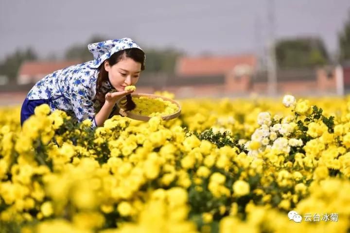 云臺冰菊基地發(fā)生了什么？一批批領導專家團隊前來！