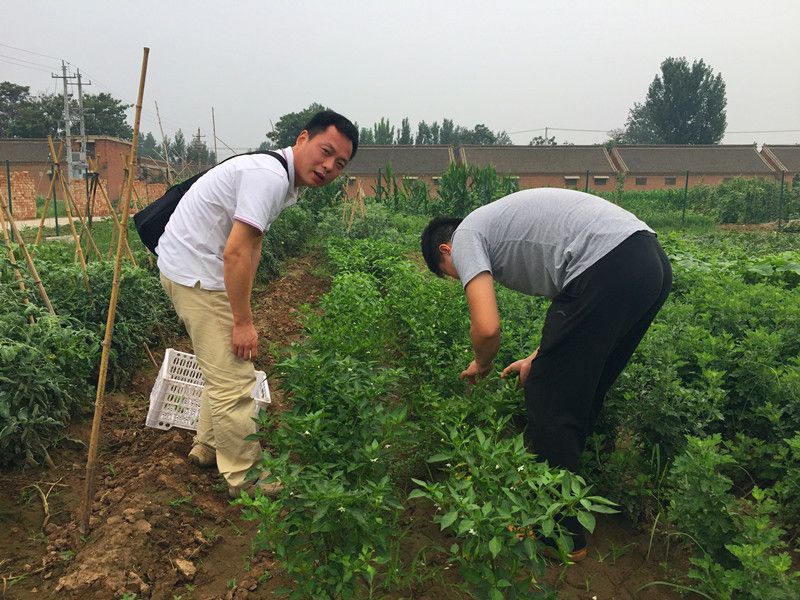 好利來郭總喊您來摘菜啦！綠色無公害，放心！