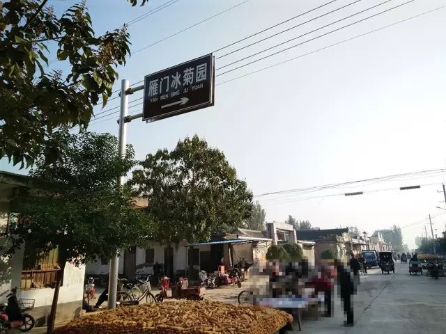 如何找到云臺(tái)冰菊？怎樣找到云臺(tái)冰菊？